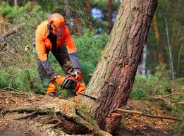 Best Arborist Consultation Services  in Murray, UT