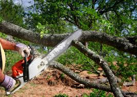 How Our Tree Care Process Works  in  Murray, UT