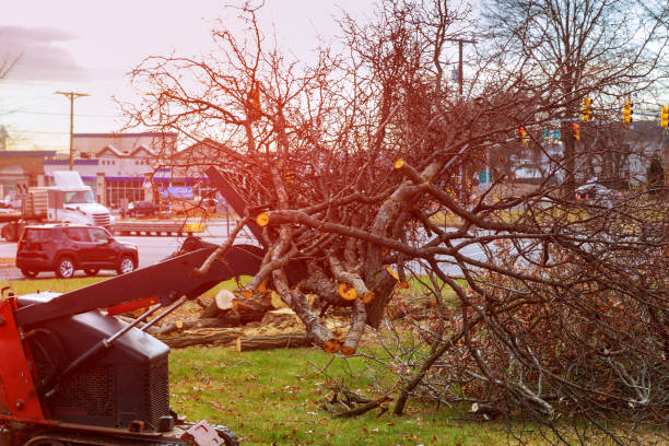 Best Leaf Removal  in Murray, UT