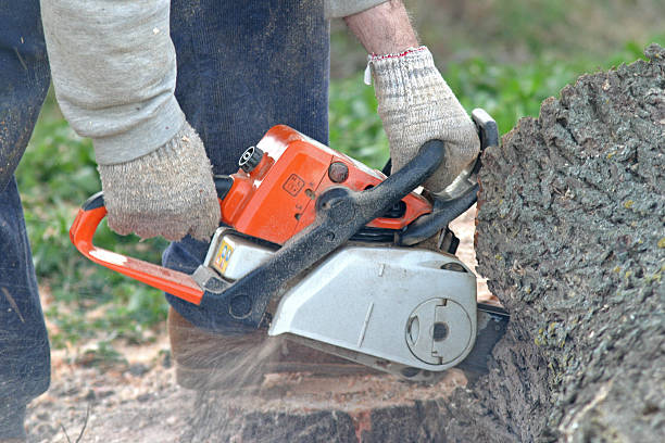 Best Commercial Tree Services  in Murray, UT