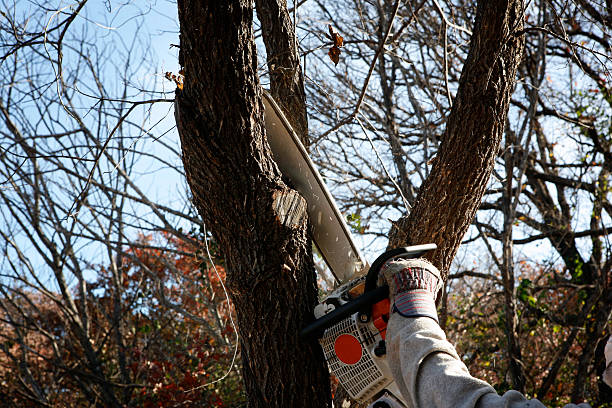 Best Stump Grinding and Removal  in Murray, UT