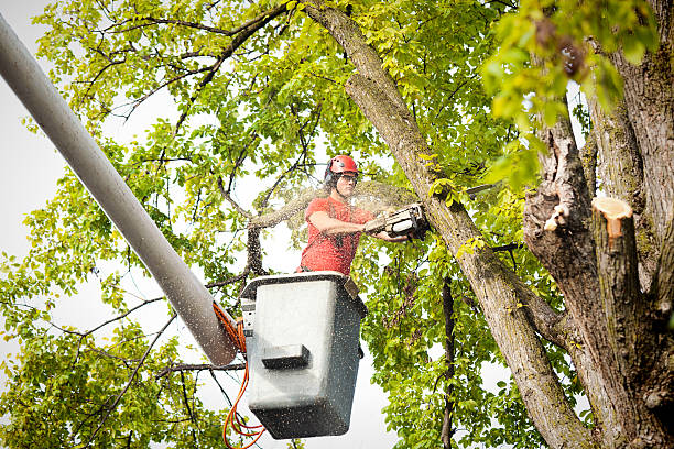 Best Emergency Tree Removal  in Murray, UT