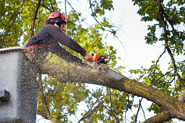 Best Tree Risk Assessment  in Murray, UT