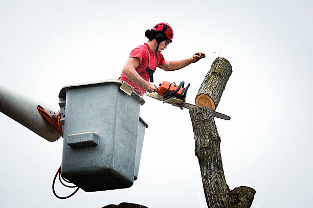 Best Hedge Trimming  in Murray, UT