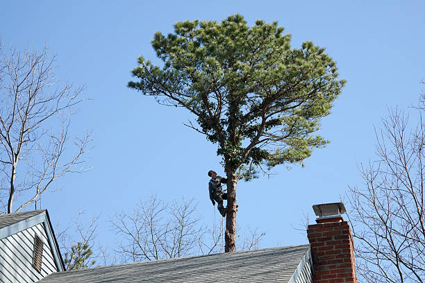 Best Hazardous Tree Removal  in Murray, UT