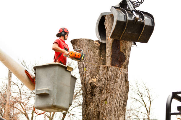 Best Root Management and Removal  in Murray, UT