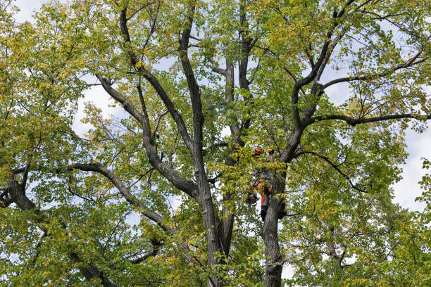 Murray, UT Tree Removal Services Company